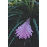 Bullet Dot Grid Notebook Journal | Dewy Pink Tillandsia in Copper Red Wood Chip Substrate, Aerial, Bromeliad, Bromeliaceae Cover | 175 pages | 6" x 9" |