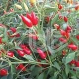 Burbiye Acı Biber Tohumu (500 tohum)