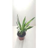burmet Avize Çiçeği 30-40 Cm (YUCCA FİLAMENTOSA)