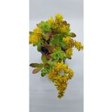 burmet Sedum Palmeri Makromede Sarkan Rozet Sukulent