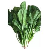 Bursa Geniş Yapraklı Yerli Ispanak Tohumu 500 Gr
