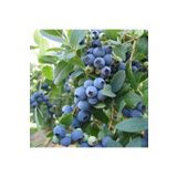 BURSATARIM Bluecrop Yaban Mersini Fidanı Saksılı Blueberry