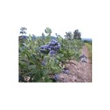 BURSATARIM Bluejay Yaban Mersini Fidanı ( Likapa - Mavi Yemiş )