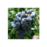 BURSATARIM Bonus Yaban Mersini Fidanı ( Likapa - Mavi Yemiş ) Blueberry