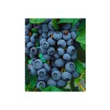 BURSATARIM Duke Yaban Mersini Fidanı Saksılı ( Maviyemiş ) Blueberry