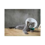 Buster Elizabeth Köpek Yakalığı. Transparan. 10 Cm