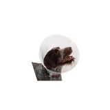 Buster Elizabeth Köpek Yakalığı. Transparan. 15 Cm
