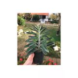 Büyük Boy Aşkın Gözyaşı Çiçeği 10-20 Cm