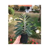 Büyük Boy Aşkın Gözyaşı Çiçeği - 15-25 Cm