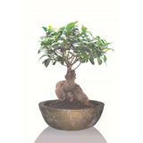 Büyük Boy Bonsai Saksı, Gold Geniş Saksı