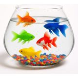 Büyük Boy Cam Fanus Teraryum Balık ve Çiçek Dekoru 24X18 - 18x24 cm