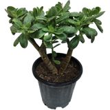BÜYÜK BOY CRASULA OVATA BONSAİ PARA BİTKİSİ 2 GÖVDELİ BOL YAPRAKLI 40 CM
