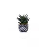 Büyük Boy Haworthia Limifolia - Beton Saksıda Canlı Çiçek