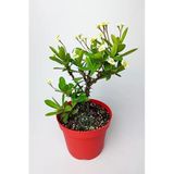 Büyük Boy Sarı Dikenler Tacı, 12 Cm Kırmızı Saksıda