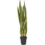 BÜYÜK BOYLU ÇOK DALLI SANSEVERYA PEYGAMBER KILICI KILIÇ ÇİÇEĞİ (SARI ŞERİTLİ) 85 CM