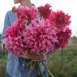 Buyuk Cicekli Islander Yildiz Dahlia Cicegi Sogani Yumrusu (1 Adet)