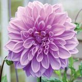 Büyük Çiçekli Lavender Ruffles Yıldız Dahlia Çiçeği Soğanı Yumrusu (1 Adet)