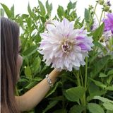 Büyük Çiçekli Mom’s Special Yıldız Dahlia Çiçeği Soğanı Yumrusu ( 1 Adet)