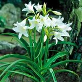Büyük Çiçekli Parfüm Kokulu Crinum Powellii Album Bataklık Zambağı Soğanı (1 Adet)