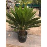 Büyük Japon Sago Palmiyesi Sikas 1 Adet Saksılı 80-100cm Cycas