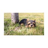 Büyük Pazar Store Runadı Hi- Line Gift 87710-M Yorkshire Terrier Köpek Uyuyan Evcil Hayvan Dostları Heykeli, Siyah - 0 - Siyah - Option-1