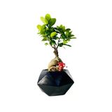 Büyük Siyah Geometrik Serisi Ficus Gingseng Bonsai Tasarım