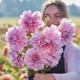 Büyük Xxl Çiçekli Lavender Perfection Dahlia Yıldız Çiçeği Soğanı Yumrusu (1 Adet)