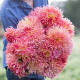 Büyük Xxl Çiçekli Myrtle's Folly Dahlia Yıldız Çiçeği Soğanı Yumrusu (1 Adet)