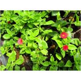 Buz Çiçeği Aptenia Cordifolia Fidesi Fidanı 3 Adet 10-20 cm