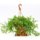 Buz Çiçeği Askılı Saksıda, Aptenia Cordifolia, Kırmızı Çiçek