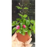 Buz Çiçeği Fidanı Fideis 10-20 Cm