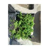 Buz Çiçeği Fidanı Skulent & Kaktüs 10-20 Cm