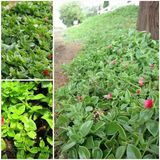 Buz Çiçeği Fidesi 10-20 cm 4 Adet Aptenia Cordifolia