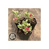 Buz Çiçeği Fidesi 3 Adet 10-20 cm Aptenia Cordifolia