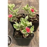 Buz Çiçeği Fidesi 3 Adet 10-20 cm Aptenia Cordifolia