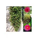 Buz Çiçeği Fidesi Fidanı 10-20 Cm