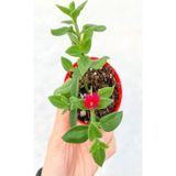 Buz Çiçeği Fidesi Fidanı 10 Adet Saksılı/ Tüplü 5-10 Cm Bahçe Bitkisi Delosperma