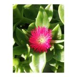 Buz Çiçeği Fidesi Fidanı Yer Örtücü Çok Yıllık Aptenia Cordifolia