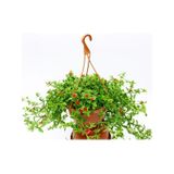 Buz Çiçeği Makrome Saksılı 1 Adet 15-25cm Delosperma