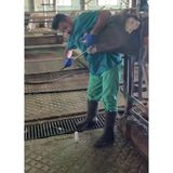 Buzağı Bolus Yutturma Sondası Metal 65 Cm