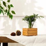 By Pallette Ankaa Ahşap Minik Saksı - Renkli