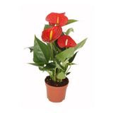 Byaysima Anthurium Andraeanum Yerli Red - Kırmızı Antoryum Flamingo Çiçeği Iç Mekan Hediyelik Canlı Bitki