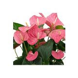 Byaysima Antoryum Fidesi Pembe Renk Canlı Saksıda Anthurium Flamingo Çiçeği.(ÇİÇEKSİZDİR)