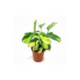 Byaysima Calathea Ctenanthe Pilosa Dua Çiçeği Canlı Saksıda Ev Ofis Salon İÇ Mekan Bitkisi