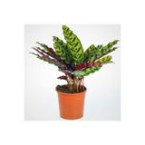 Byaysima Calathea Lancifolia Canlı Saksıda Dua Çiçeği Ithal Iç Mekan Bitkisi.