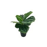 Byaysima Calathea Roseopicta 'green Medallion' Canlı Dua Çiçeği Salon İç Mekan Bitkisi