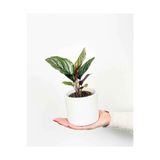 Byaysima Calathea Sanderiana Ornata Dua Çiçeği Kalatya 10.CM Saksıda Ev Ofis Salon Iç Mekan Bitkisi