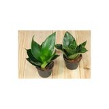 Byaysima Canlı Çiçek 2.adet Bodur Paşa Kılıcı Sansevieria Trif Green,sansevieria Zeylanica Hava Temizleyici Bitki Seti