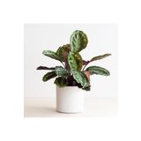 Byaysima Dua Çiçeği Calathea Roseopicta Medallion Canlı Ev Ofis Salon İç Mekan Bitkisi