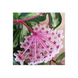Byaysima Hoya Carnosa Tricolor Alacalı Canlı Saksıda Mum Çiçeği Kokulu